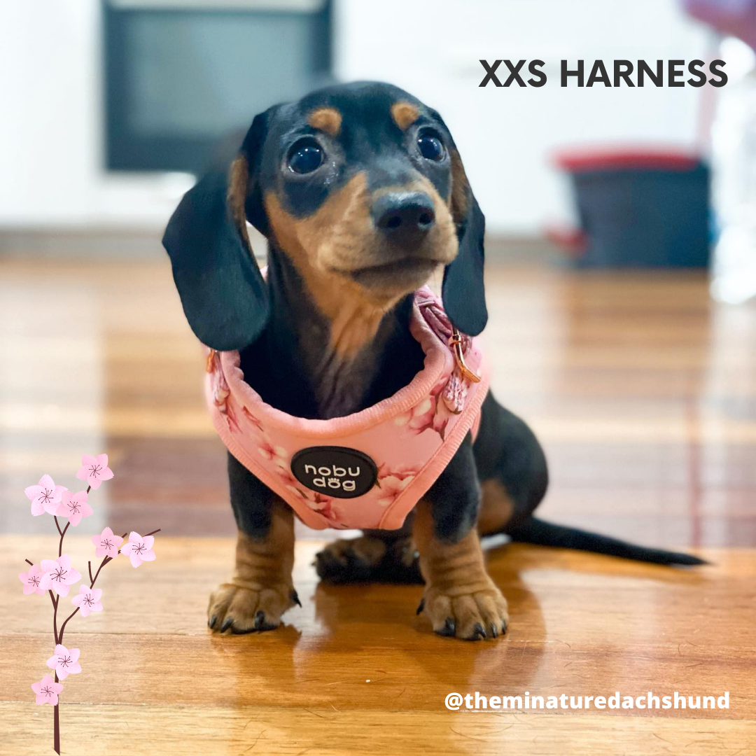 Cherry Blossom Adjustable Dog Harness