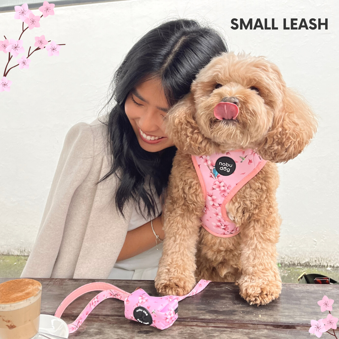 Cherry Blossom Dog Leash